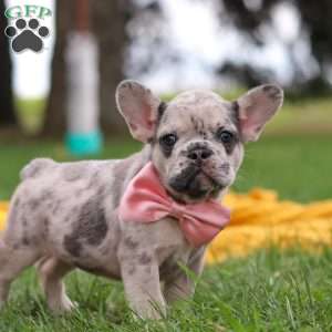 Lottie, French Bulldog Puppy